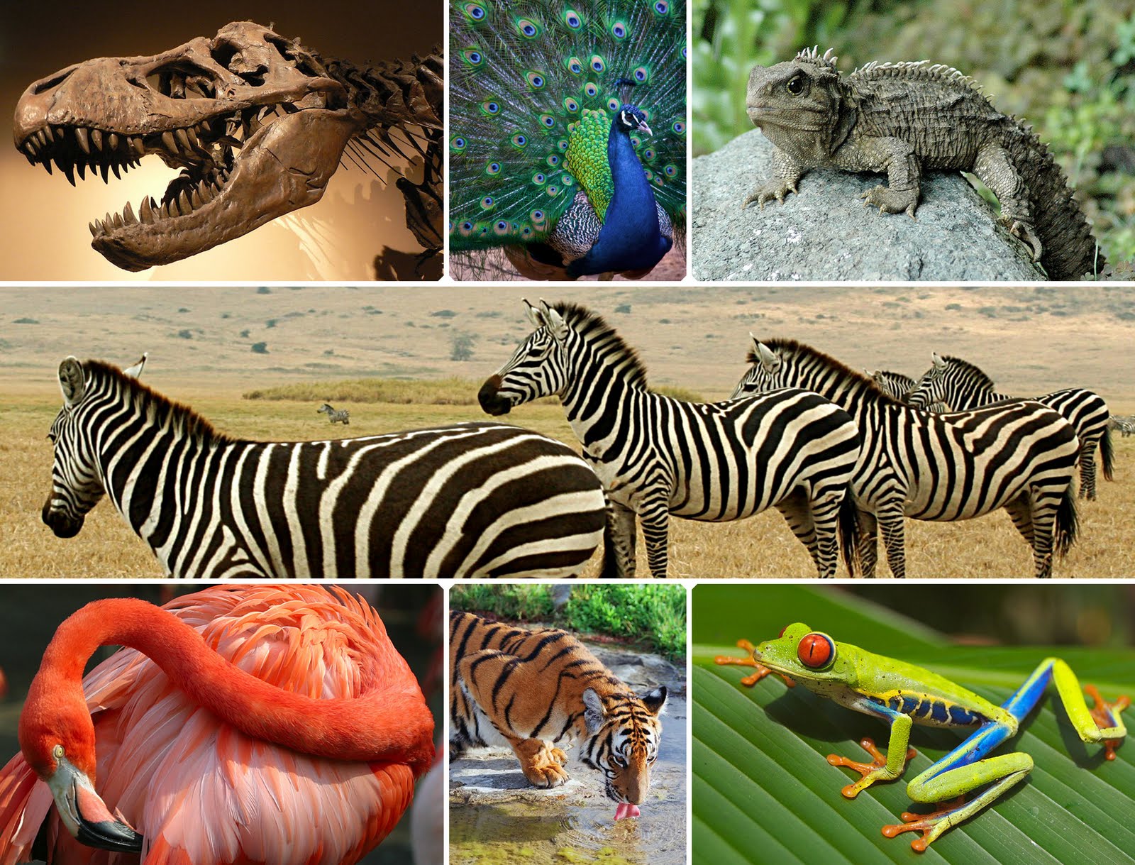 The Importance of Biodiversity Conservation  meganshanahan